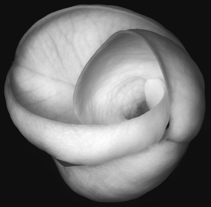 rolled up flower.tif