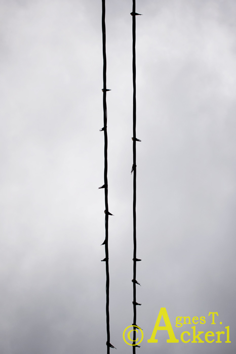 Resting Swallows