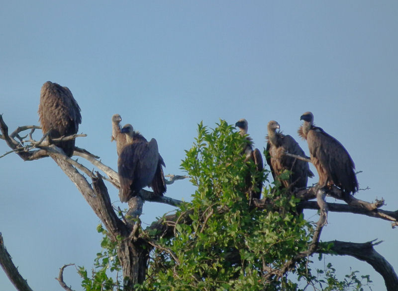 White Necked Vultures