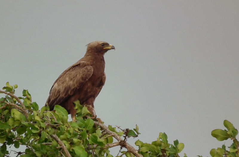 Wahlbergs Eagle
