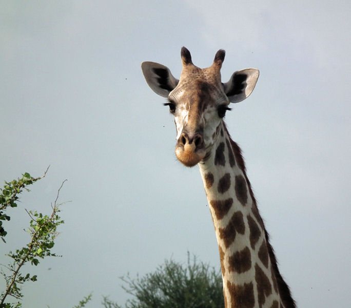 Male Masai Giraffe head 
