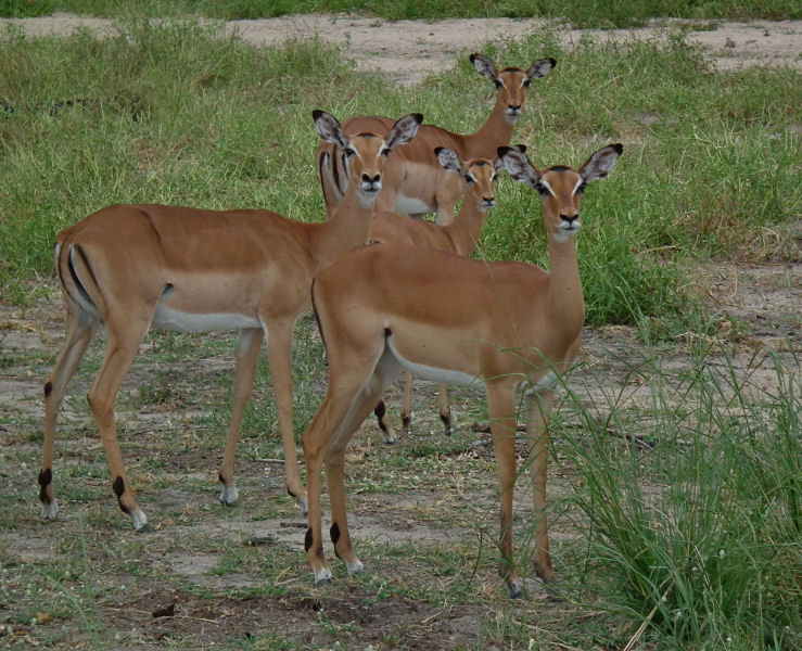 Four Impala