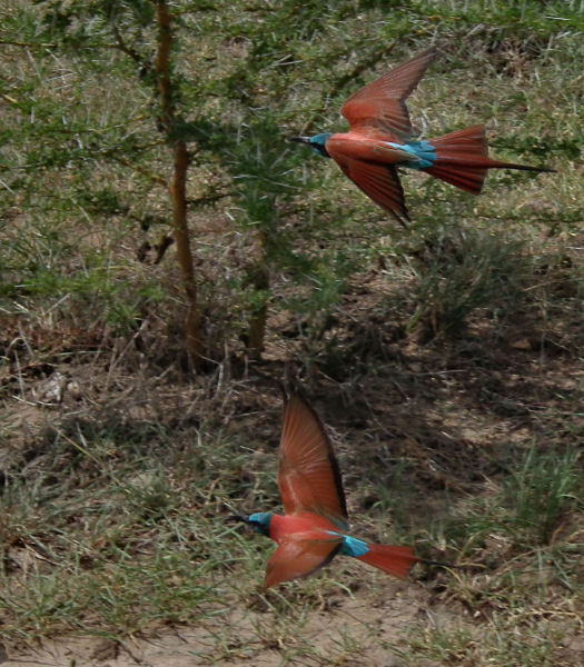 Two Carmine Bee Eaters in flight