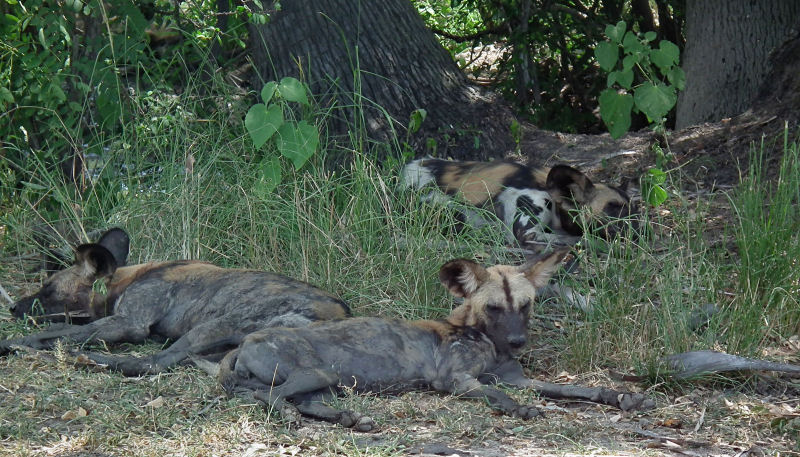Cape Hunting Dogs snoozing