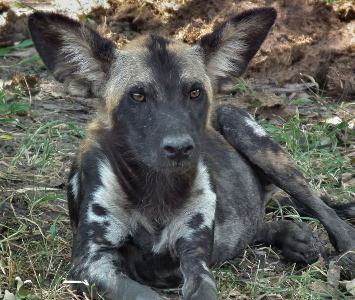  Cape Hunting Dog 