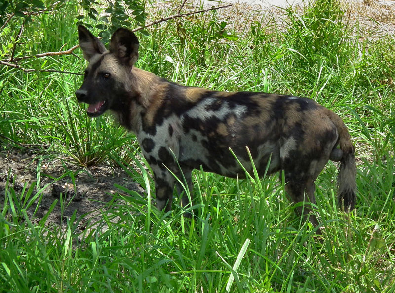 Cape Hunting Dog