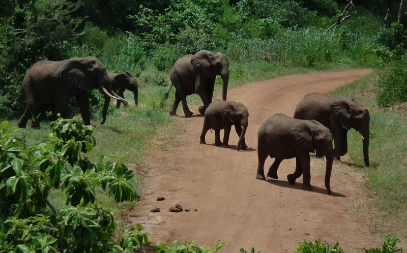 Six Elephants