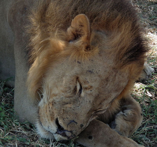 Dozing male Lion