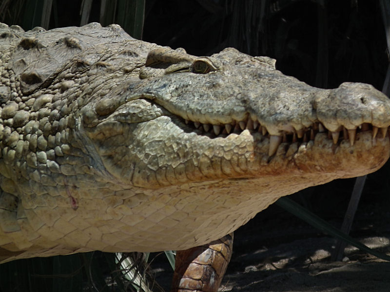 Big Croc_last into Lake Tagalala
