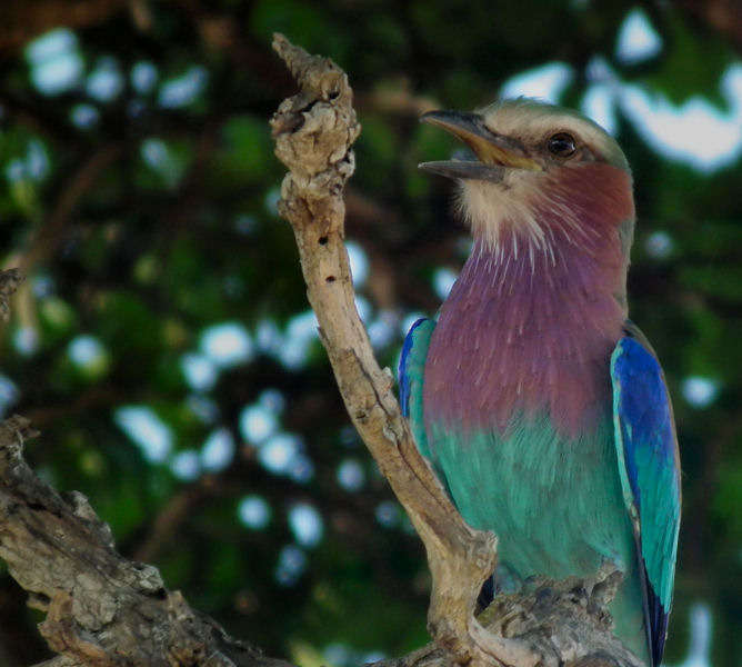  Lilac Breasted Roller in tree