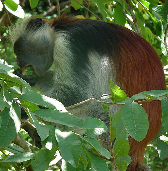 Red Colobus eating Jozani