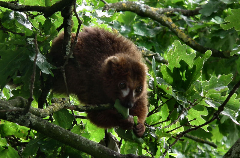 Red Bellied Lemur