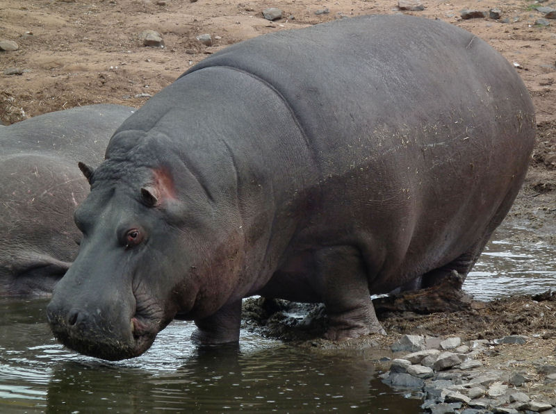 Hippo out of water