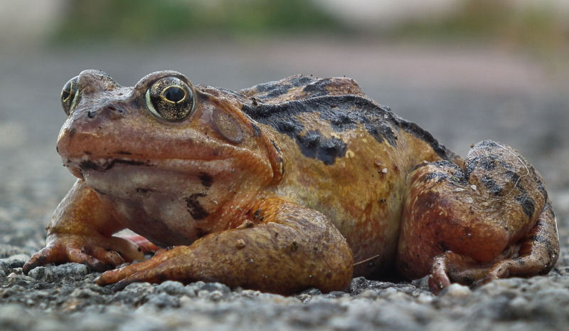 toad outside Les Rocquettes hotel