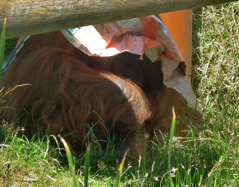 Durrell WLP_Male Orangutan using a newspaper sunshade