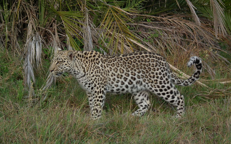 Hunda island_young male leopard