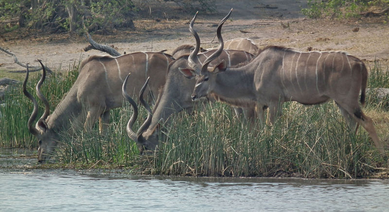 Male Greater Kudu drinking