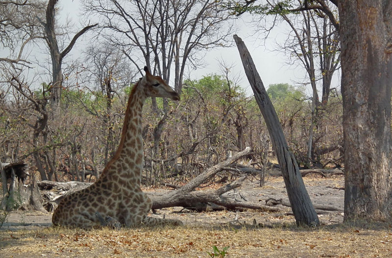 Giraffe resting