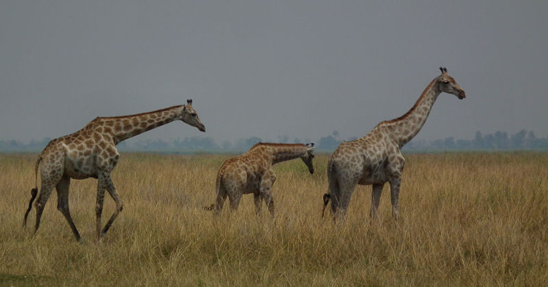 Giraffe family