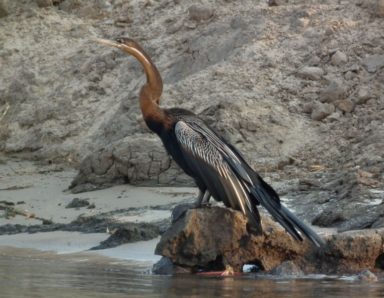 Zambezi_African Darter or Snake Bird