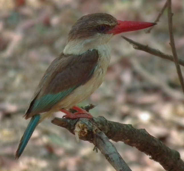 Toka Leya_Female Brown Hooded Kingfisher