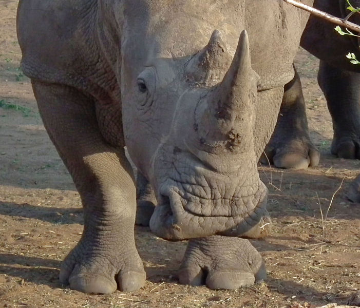 Victoria Falls NP_White Rhino head