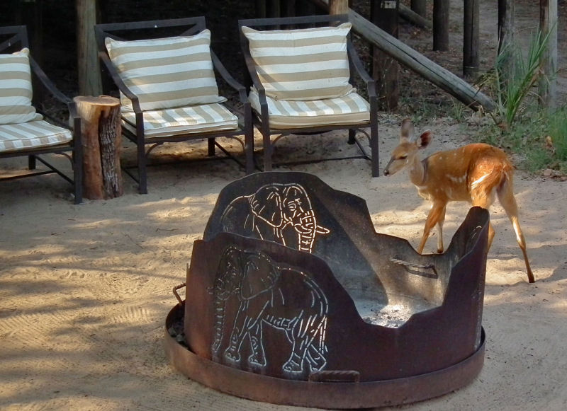 Toka Leya_Bushbuck in Barbeque area