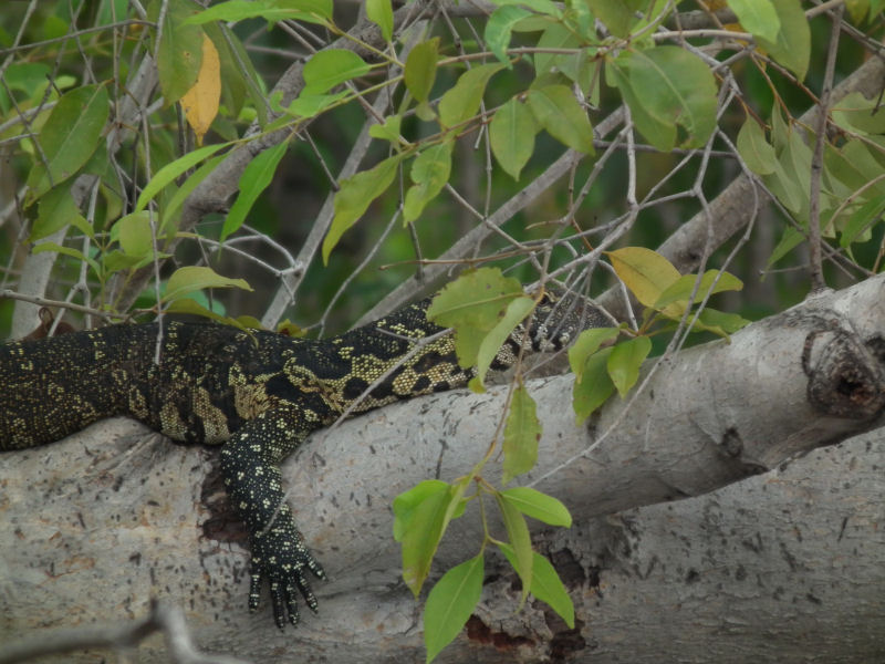 Zambezi_partially hidden Water Monitor