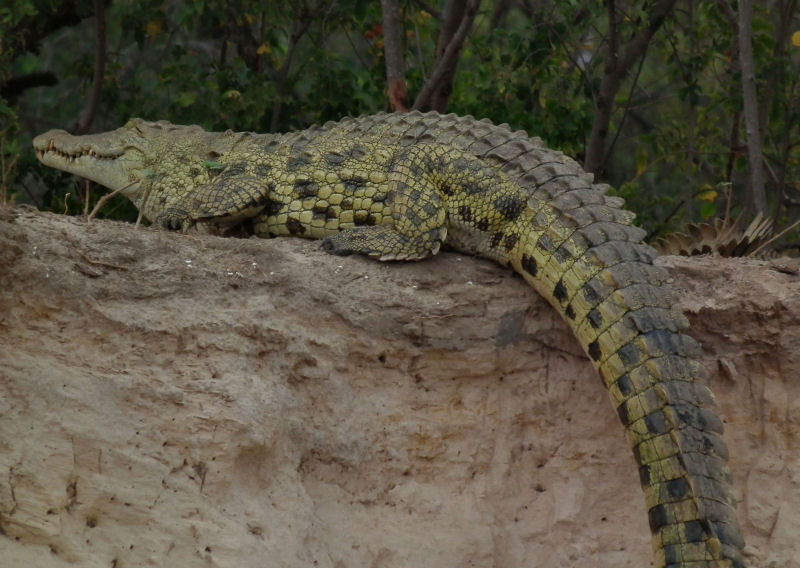 Zambezi_Crocodiles