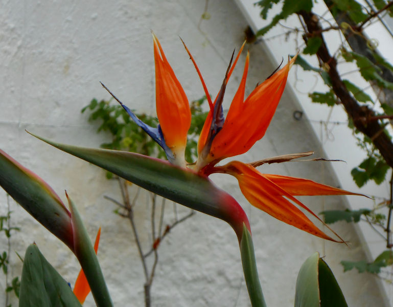 Kylemore Abbey walled gardens conservatory_Strelitzia