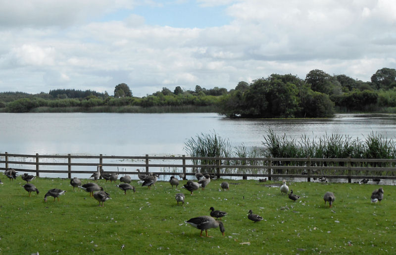 Claremorris_Lough Clare with greylag geese and ducks