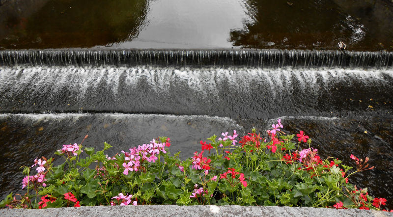 Westport_flower basket and mallard on Carrowbeg river