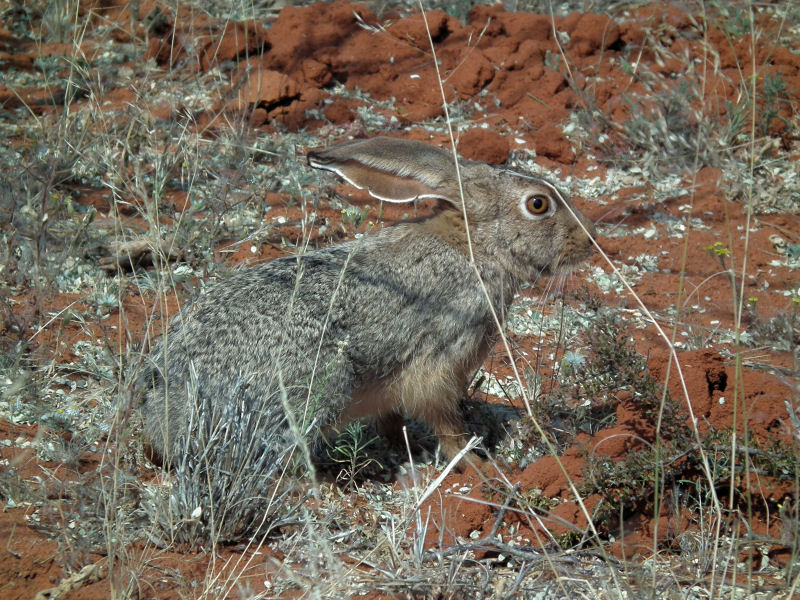 Scrub Hare_unusually seen in daylight