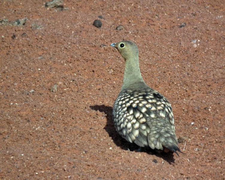Namaqua Sandgrouse