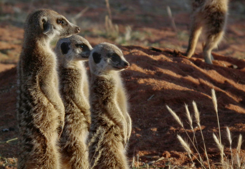habituated Meerkats sunning