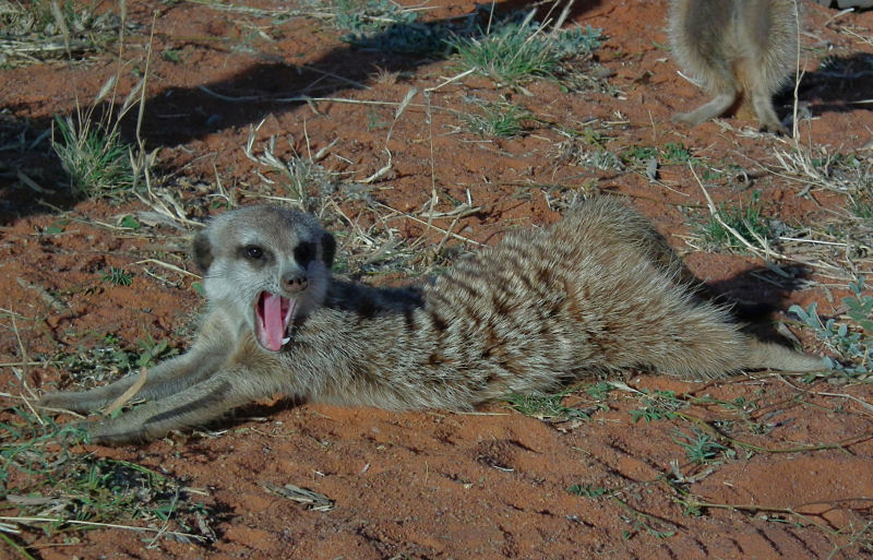 habituated Meerkat yawning