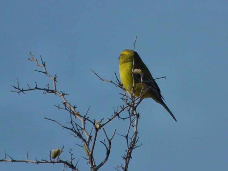 Yellow Canary
