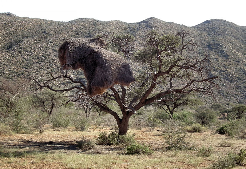 Social Weaver Nest