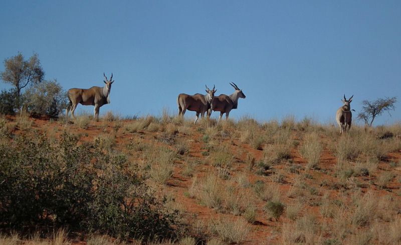 Eland on dunes