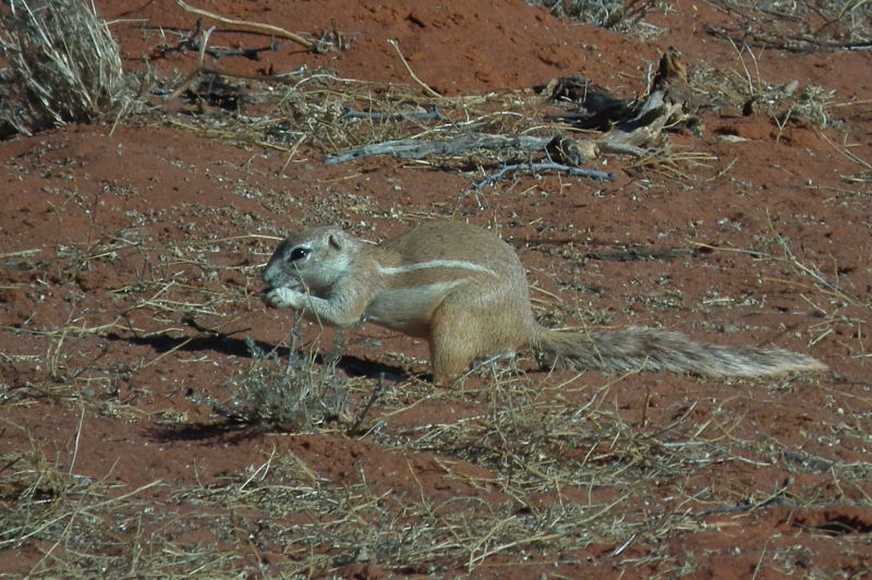 Ground Squirrel feeding