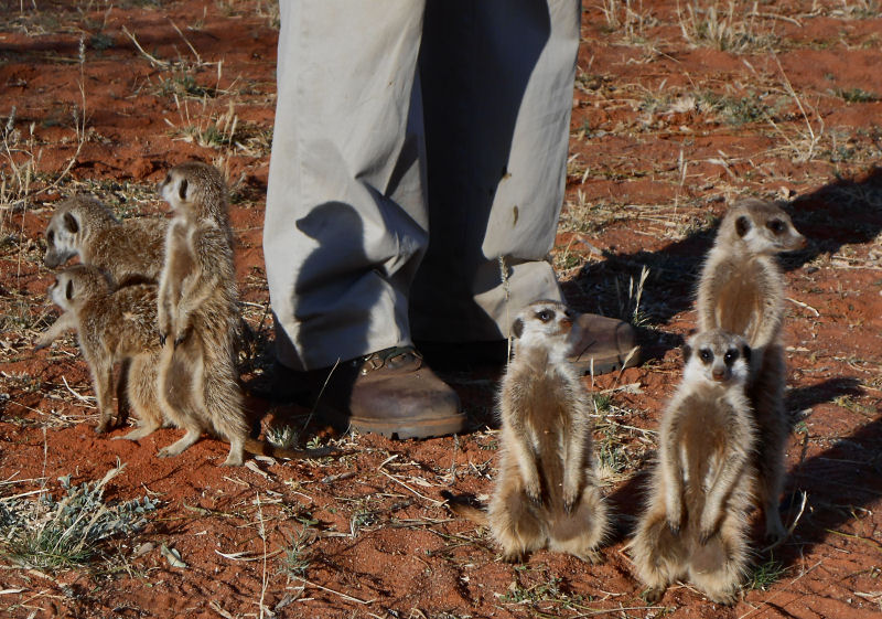 Richard and six Meerkats sunbathing