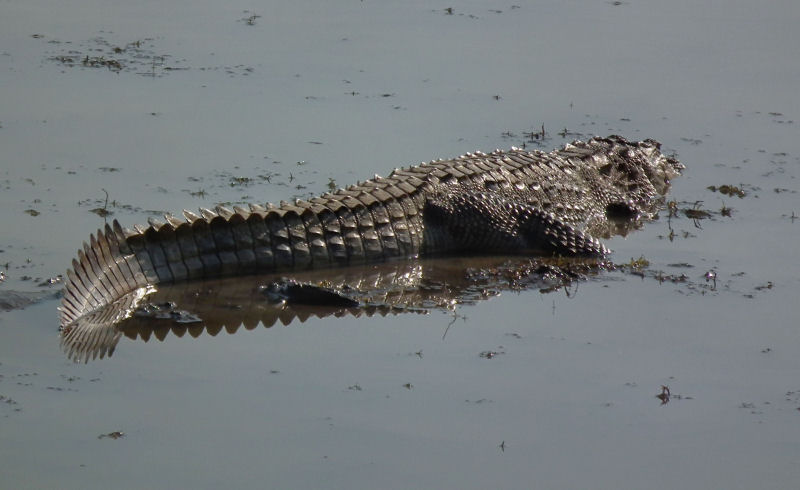 Crocodile Tail