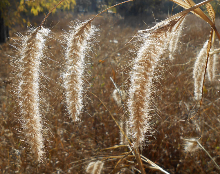 Dry Grass heads