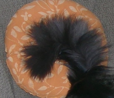 zuni's fan tale 