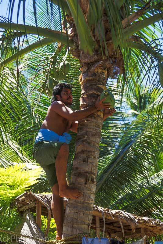 Harvesting coconuts, Tarawa