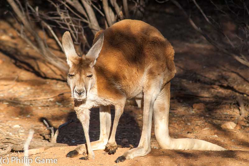Red kangaroo, macropus rufus