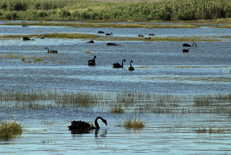Black swans on the Tamar, outside Launceston