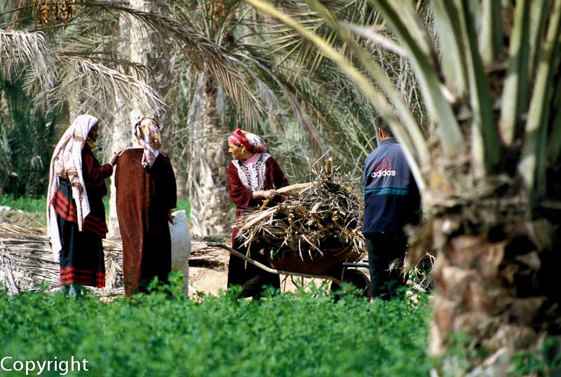 Tending the palm groves in Douz, Tunisia's largest Saharan oasis