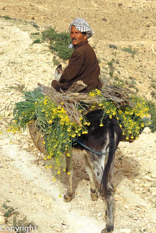 Farmer on his donkey, Matmata