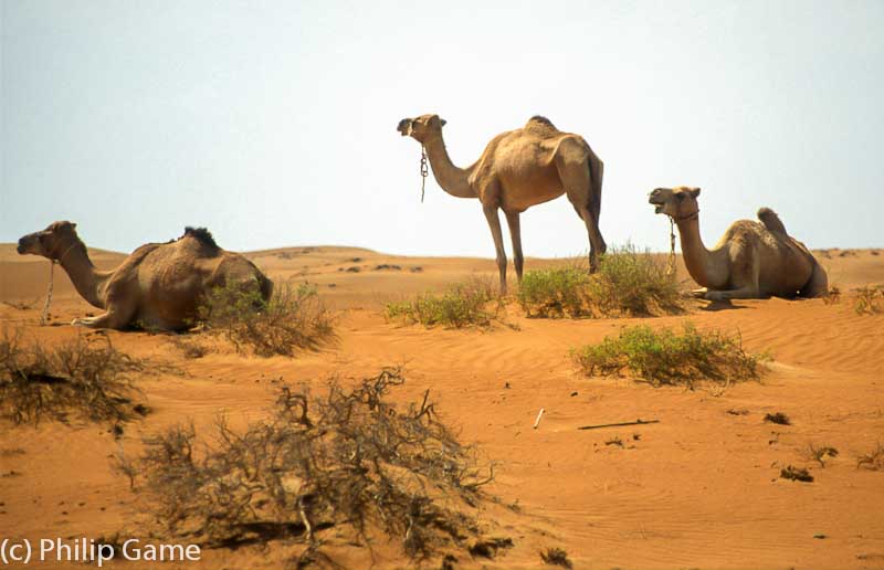 Camels browsing in the Wahiba Sands